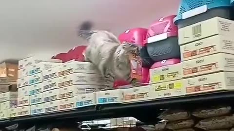 Cat shelf