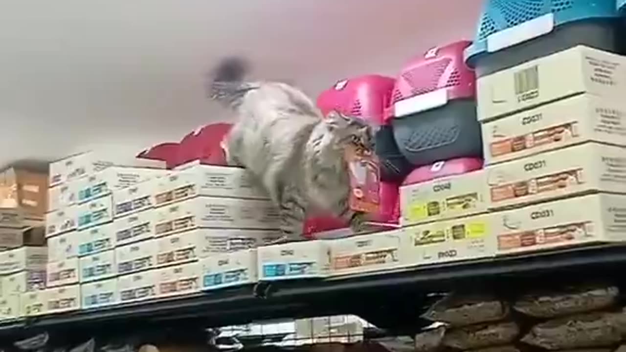 Cat shelf