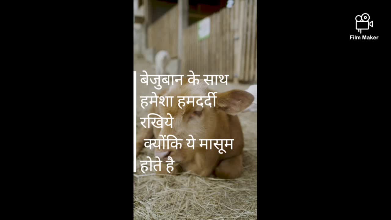 Cute bachada