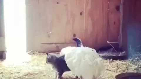 Animal love again