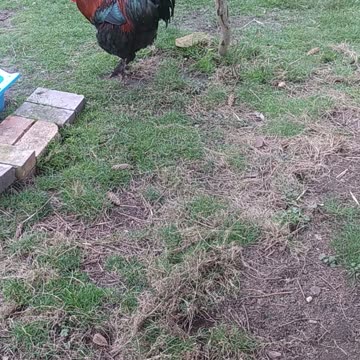 Saphire cute rooster 🐓🧡🤍❤️