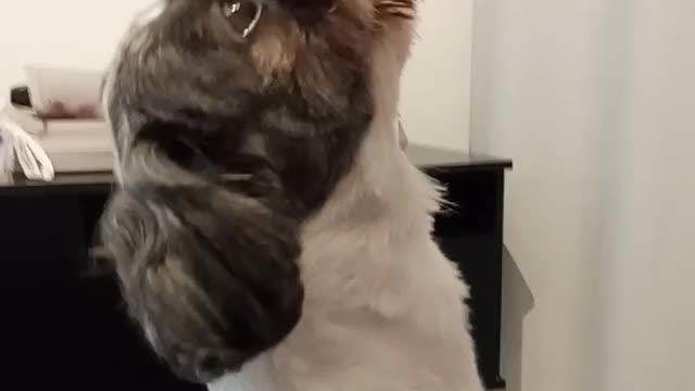 Cute dog drinking yogurt from the bottle
