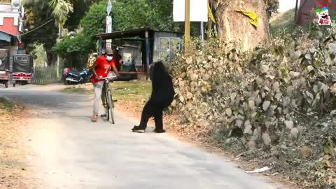 Funny Gorilla prank