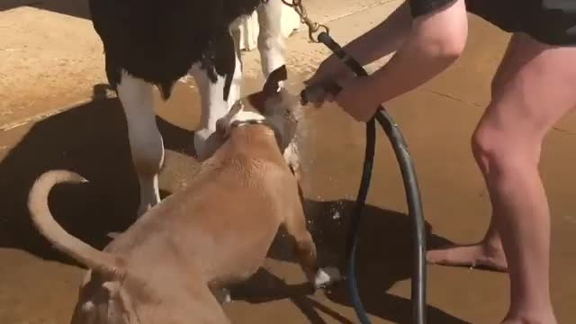 Girl Plans To Grow Old With Her Cow