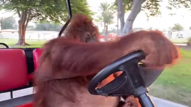 Famous urangutan driving golf car.