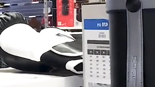 Did you see the look in that dog's eyes? What does it mean?