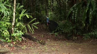 Cassowary in habitat