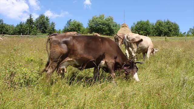 cows on beautiful nature