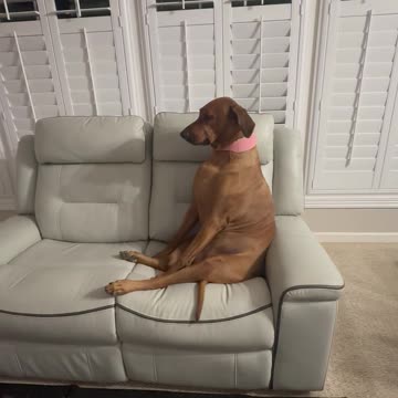 Sassy Dog Gives Attitude For Not Getting A Snack