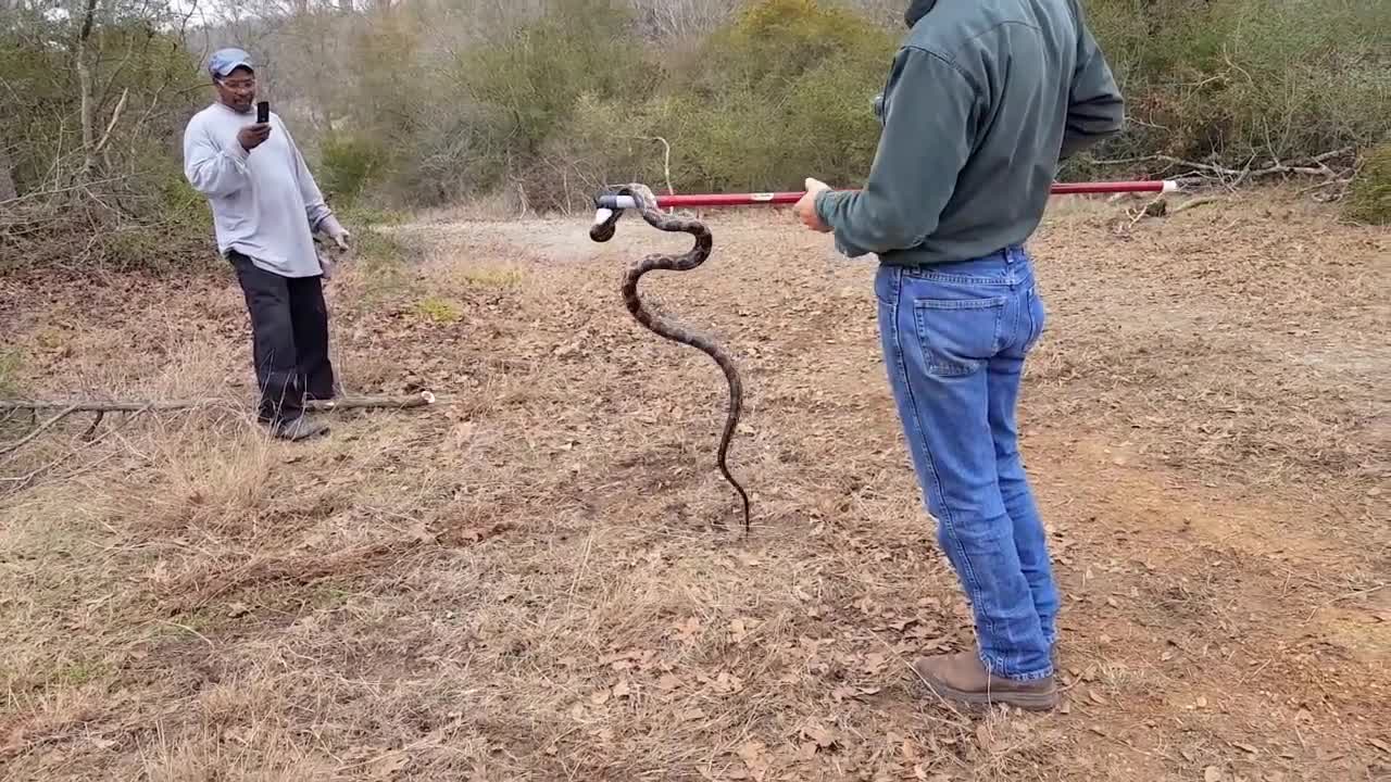 Snake in Old Ranch House Toilet