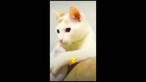 Funny animal videos