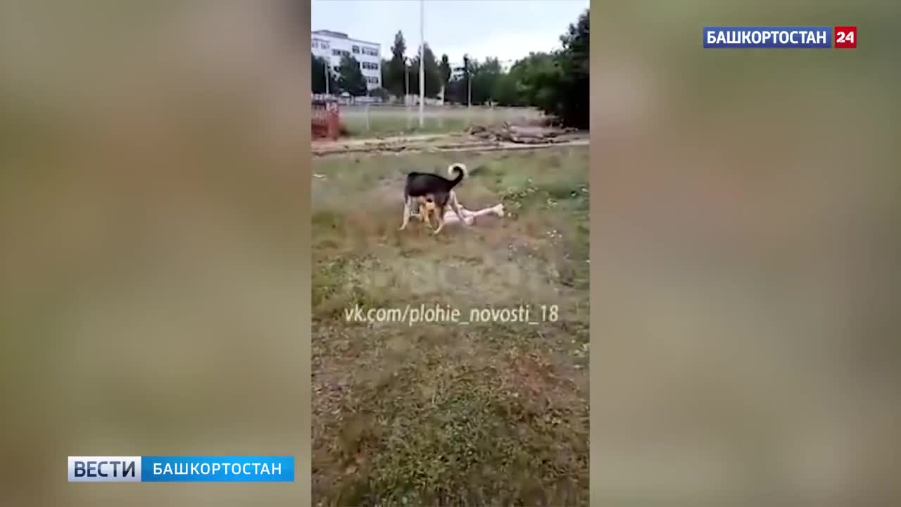 SHOCK !!! A DOG ATTACKED A CHILD IN RUSSIA