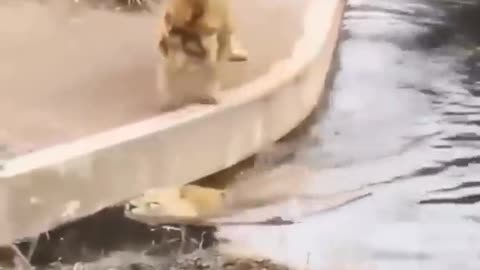 Funny Video of two Lions