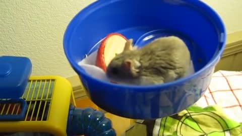 Hamster licking her Tongue with the Cage