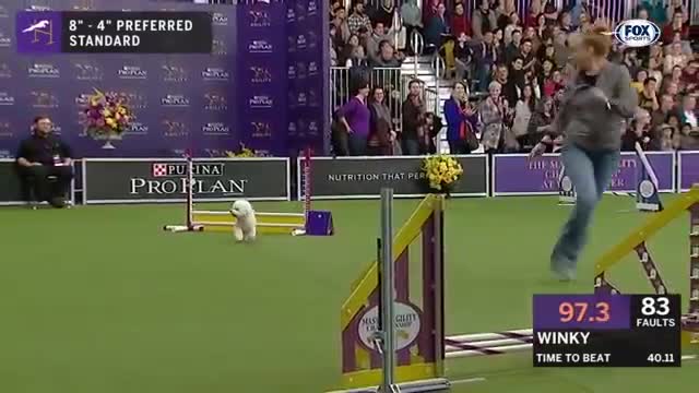 View 5 of the best WKC Dog Show moments