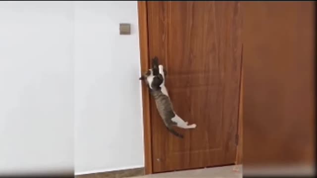 Cute cats funny videos, comedy videos