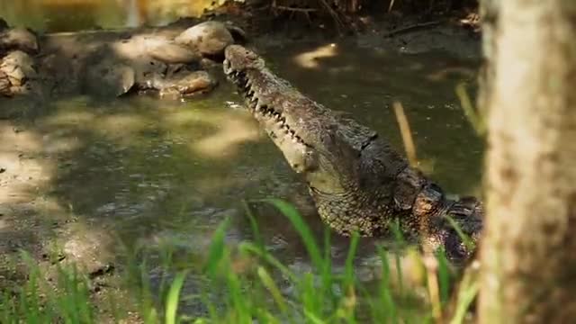 crocodile attacks fish