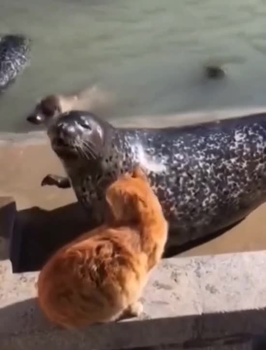 Here he is the true king of beasts