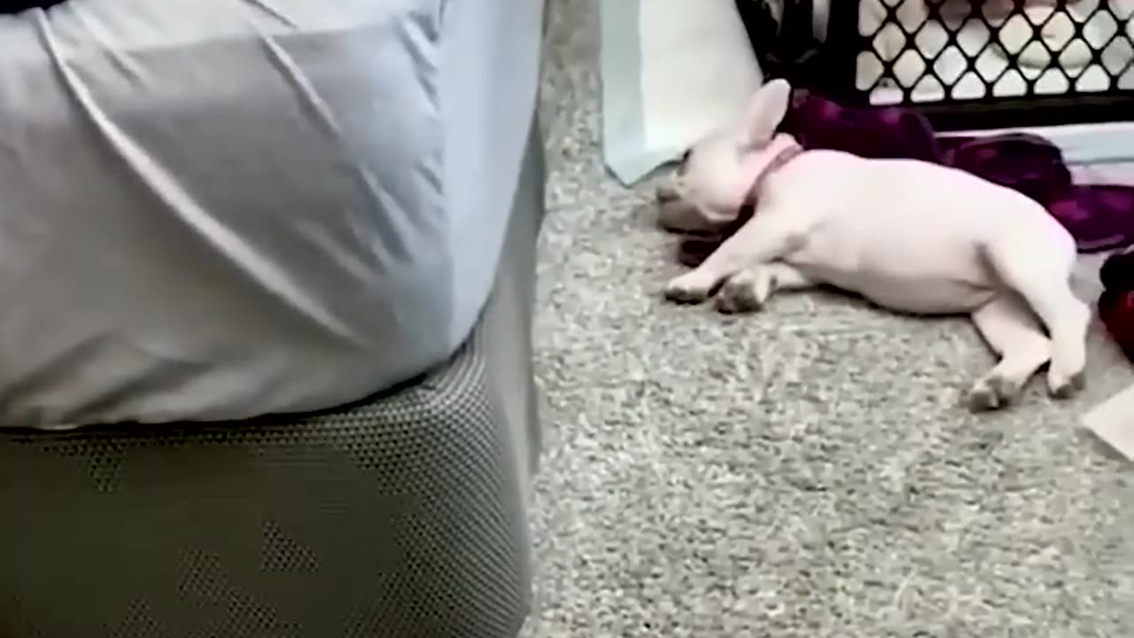 Cute cat of fun