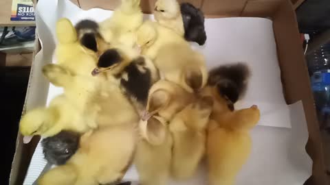 Ducklings and chicks waiting for their box to get cleaned so they can go to bed