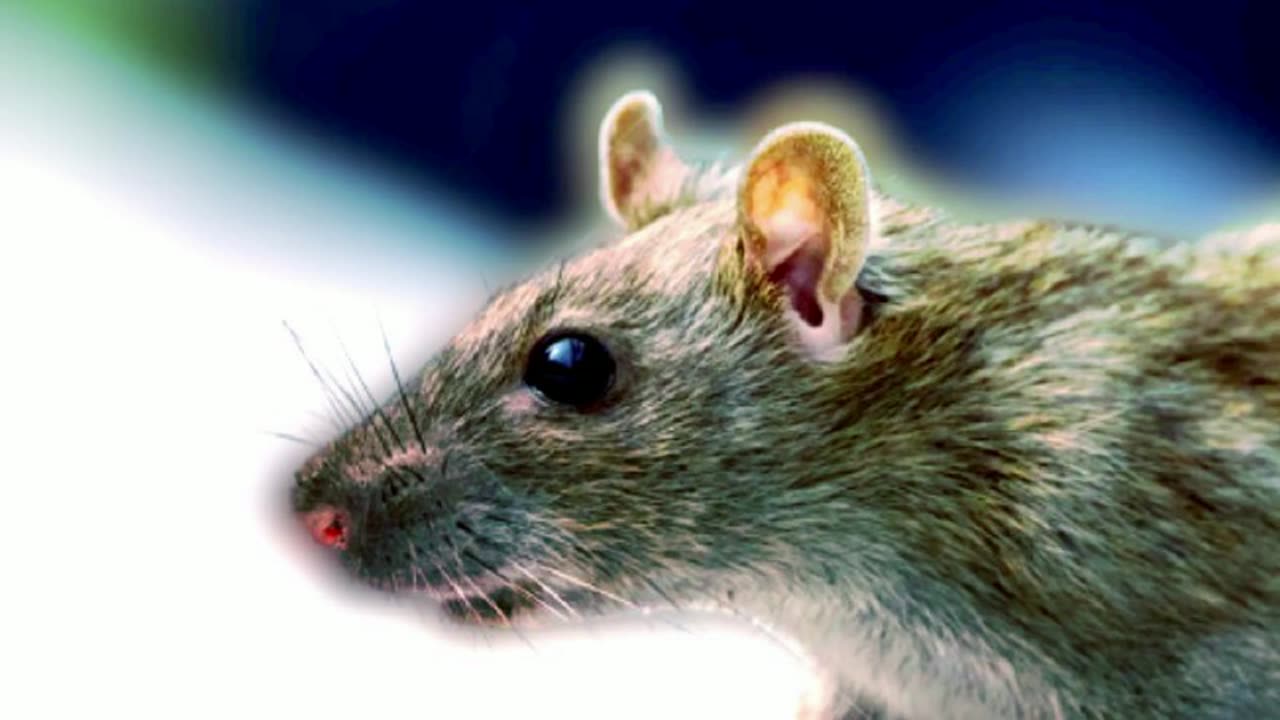 “Rodents are experiencing a demographic boom” in Ukraine trenches