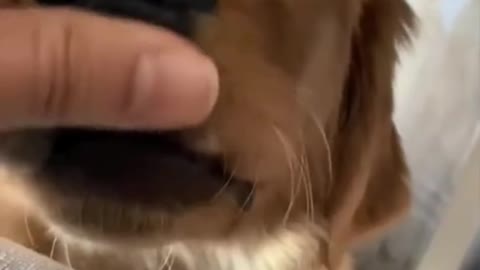 funny dog showing teeth🐶🤣