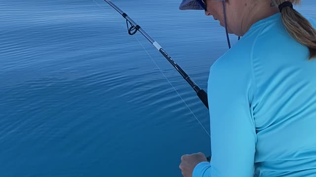 Amberjacks on Voodoo Shrimp