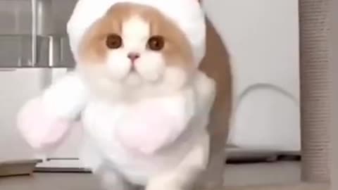 cute cat funny moments