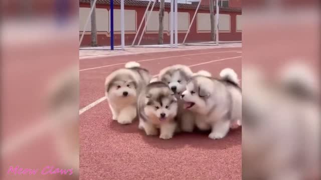 Baby Alaskan Malamute Cutest and Funniest Moments Compilation Try Not To Laugh