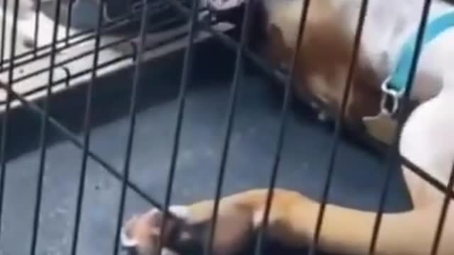 Cute animals funny clip..