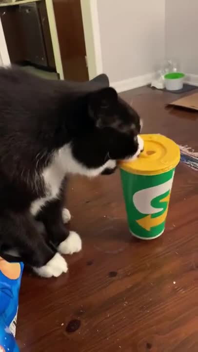 Cat flips a Paper Cup