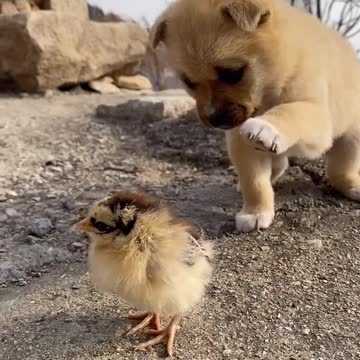 Cutie doggy and lovely chicken