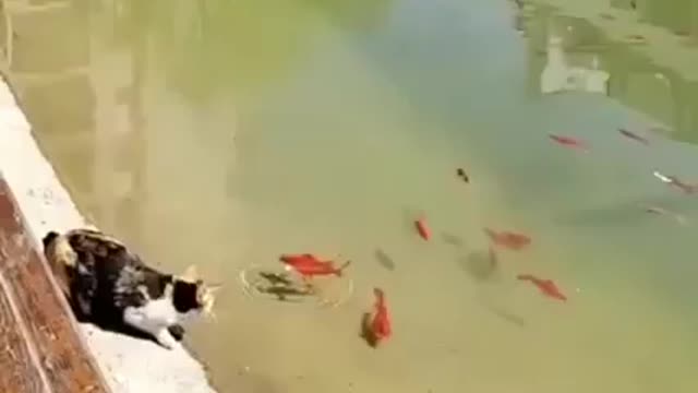 Smart cat fisherman