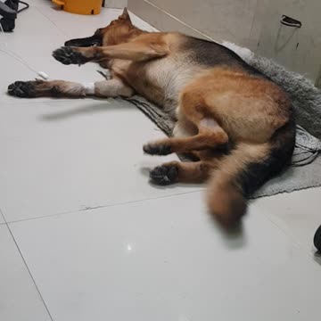 German shepherd suffers seizure | it's sad to see him like this