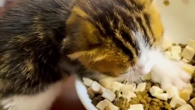 Funny Kittens Videos