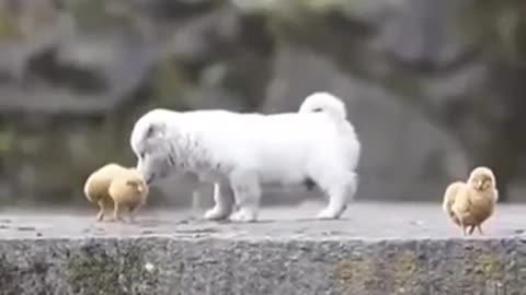 Full Video Cute Puppy Playing with Chickens