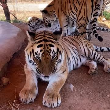 Never get in the way of a girl angry with her brother!