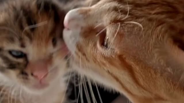 Honest animal#Momma cat carries beby kitten