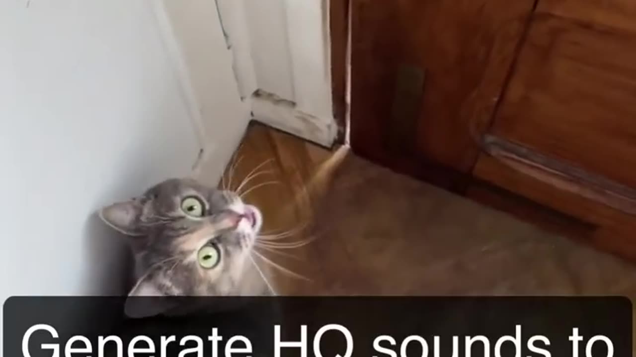 Sounds that attract cats - Meow to make cats come to you