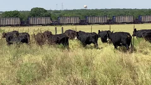 96- Young heavy bred Angus/Angus plus.