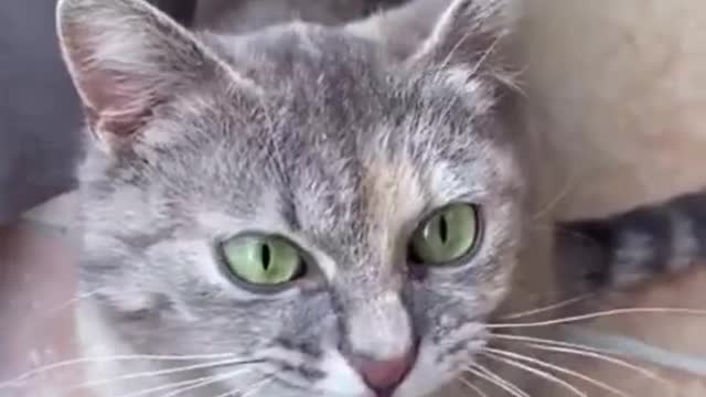 Sounds that attract cats - Meow to make cats comes