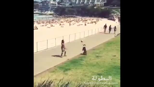 Dog play football