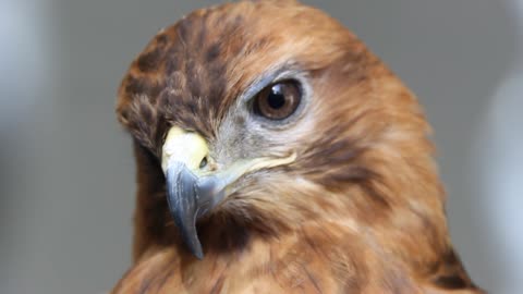 The most beautiful falcon I saw in the garden