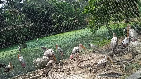 Real bird statue position indian kolkata zoo