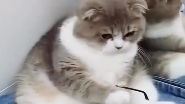 Intelligent Cat | Funny | Funny Cat