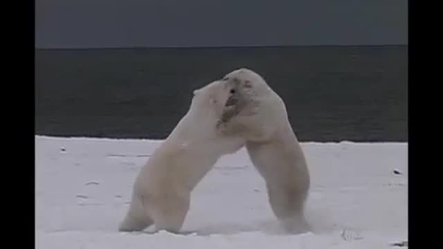 "TWO POLAR BEARS FIGHTING WITH EACHOTHER"