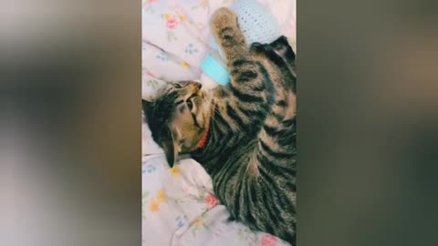 Cute Cat and Funny Cat training