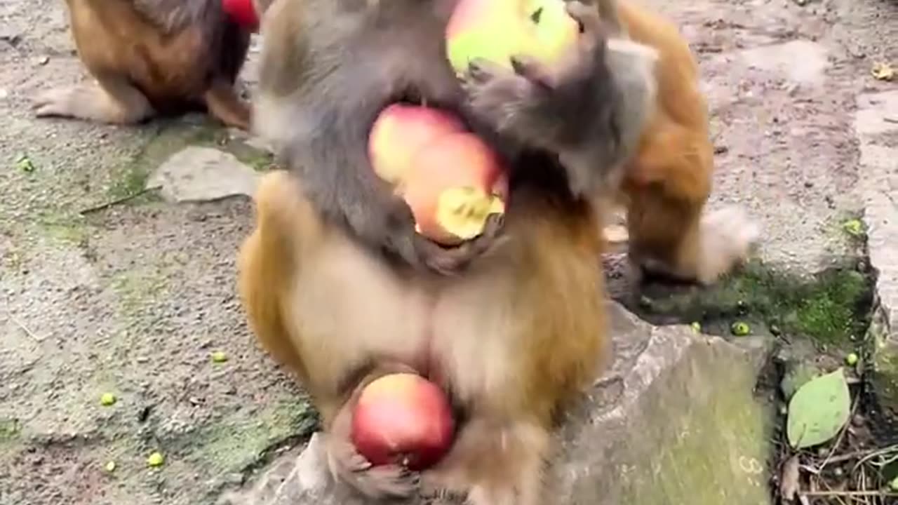 Try not to laugh🤣🤣 best funny video