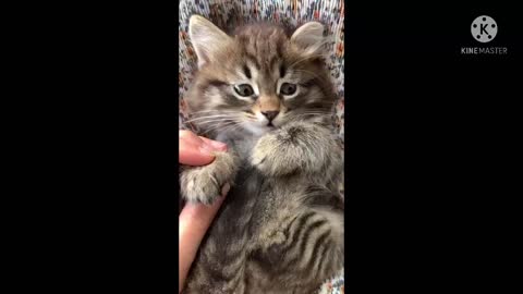 So nice baby kitten playing