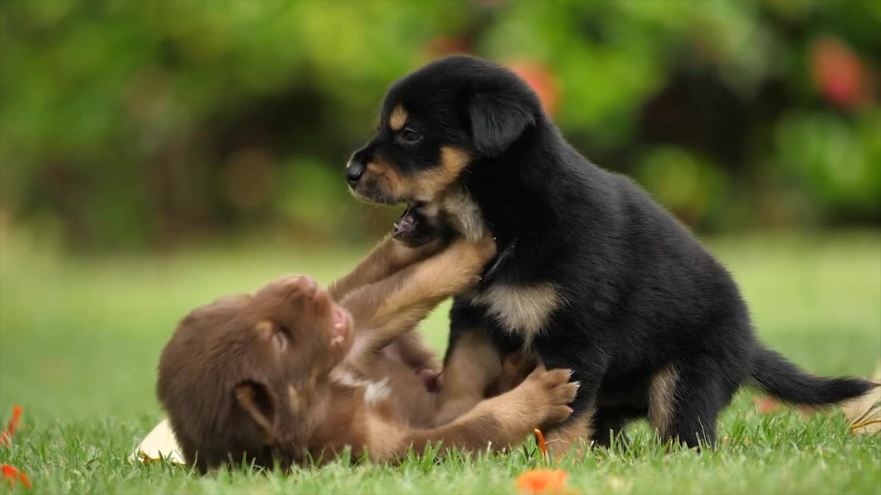 Funny dogs fight and enjoying dogs